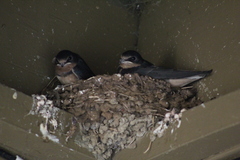 Hirundo rustica