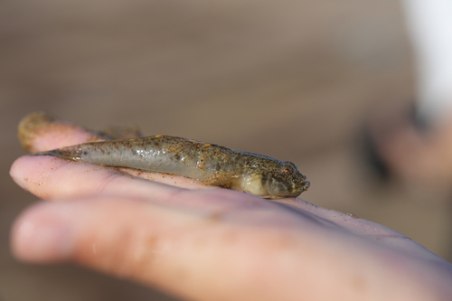 Naked-headed goby (Favonigobius gymnauchen) — Gobiidae — 3