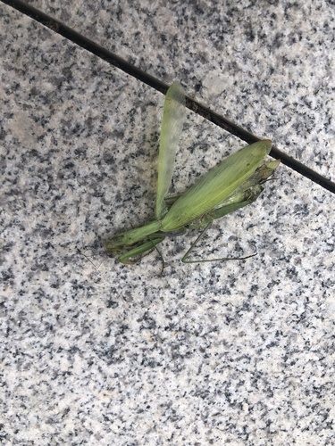European Mantis