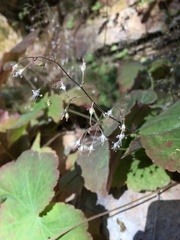Heuchera parviflora