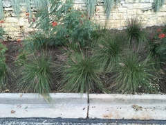 Muhlenbergia rigida