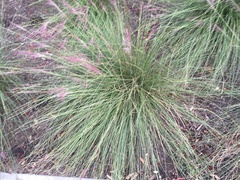 Muhlenbergia rigida