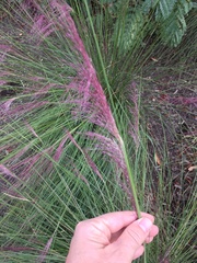 Muhlenbergia rigida