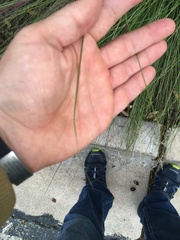 Muhlenbergia rigida
