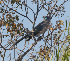 Coua cristata