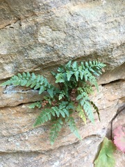 Asplenium bradleyi