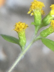 Solidago albopilosa