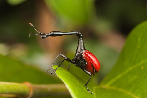 Trachelophorus giraffa Voss, 1929