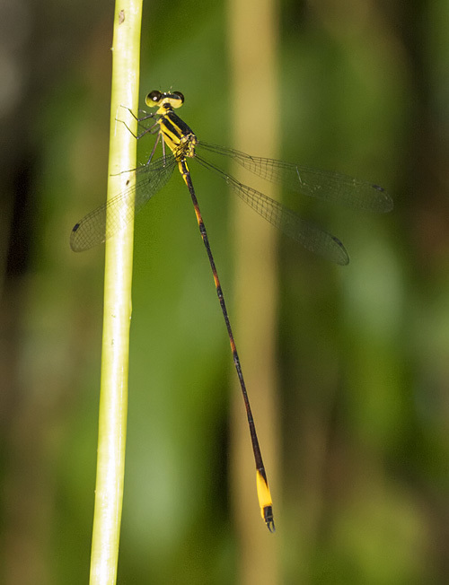 Heteragrionidae