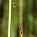 Heteragrion - Photo (c) Jim Johnson, some rights reserved (CC BY-NC-ND), uploaded by Jim Johnson