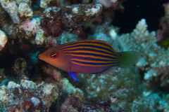 Pseudocheilinus hexataenia