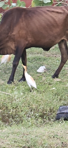Eastern Cattle-Egret