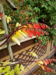 Ipomoea lobata