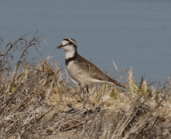 Charadrius thoracicus