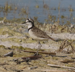 Charadrius thoracicus