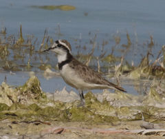 Charadrius thoracicus