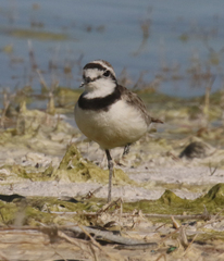Charadrius thoracicus