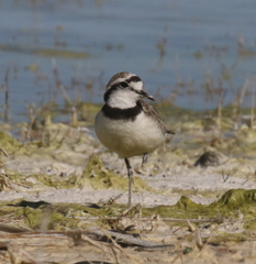 Charadrius thoracicus