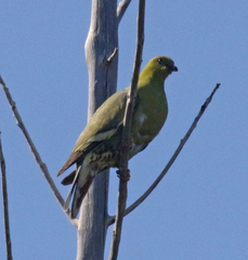 Treron australis