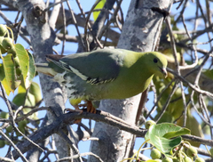 Treron australis