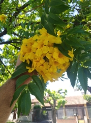 Tecoma stans sambucifolia