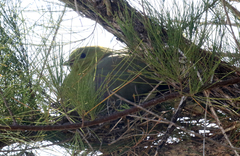 Treron australis