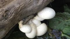 Pleurotus dryinus