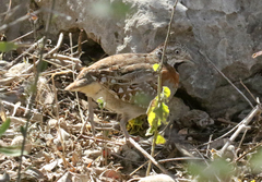 Turnix nigricollis