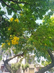 Tecoma stans sambucifolia