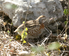 Turnix nigricollis