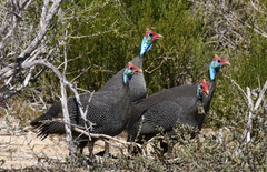 Numida meleagris mitratus