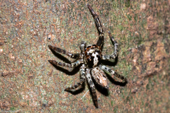 Asaphobelis physonychus
