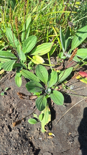 Kamchatka plantain (Plantago camtschatica)