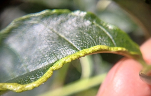 Aculus fraxini