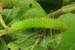 Monardis plana