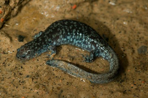 Small-mouthed Salamander