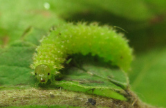Monardis plana