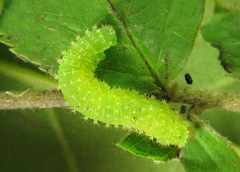 Monardis plana
