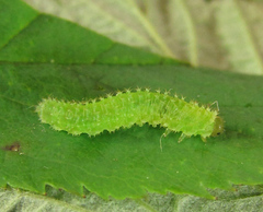 Monardis plana