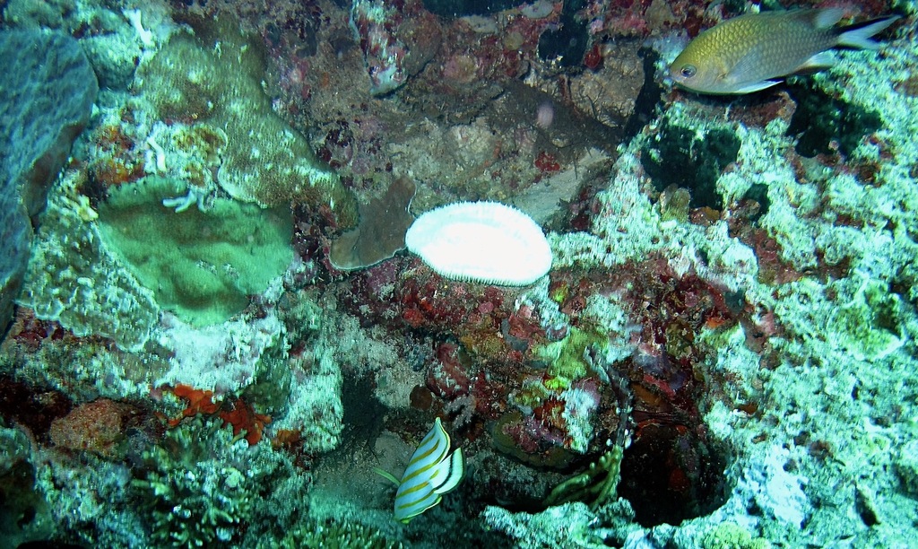 Philippines Chromis