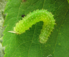 Monardis plana