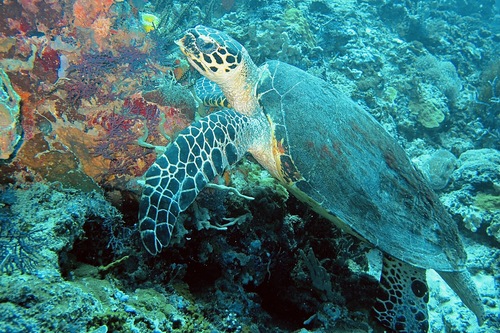 Hawksbill Sea Turtle (Eretmochelys imbricata)