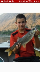 Ptychocheilus oregonensis