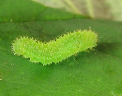 Monardis plana