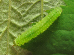 Monardis plana