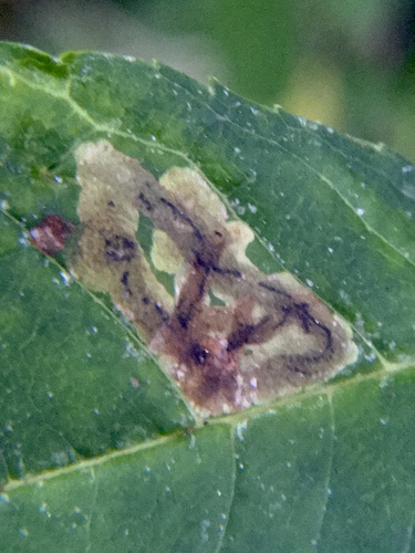 Aulagromyza heringii