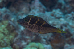 Paraluteres prionurus