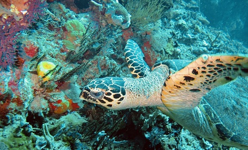 Hawksbill Sea Turtle (Eretmochelys imbricata)