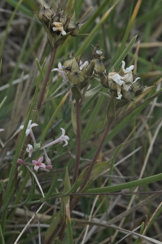 Linum capitatum (Linum capitatum)