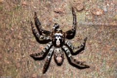Asaphobelis physonychus